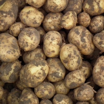 Aardappels, Frieslanders   Prijs per kg   